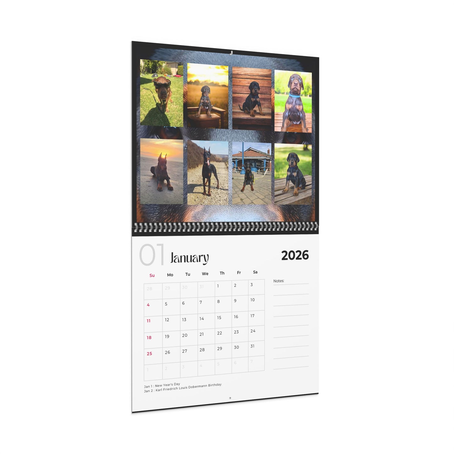 Edition 20 2026 Doberman Calendars