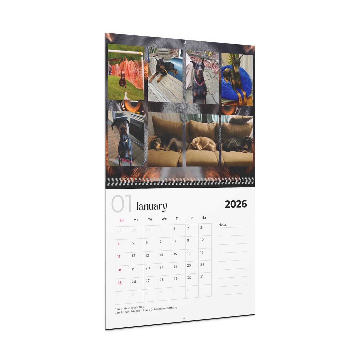 Edition 19 2026 Doberman Calendars
