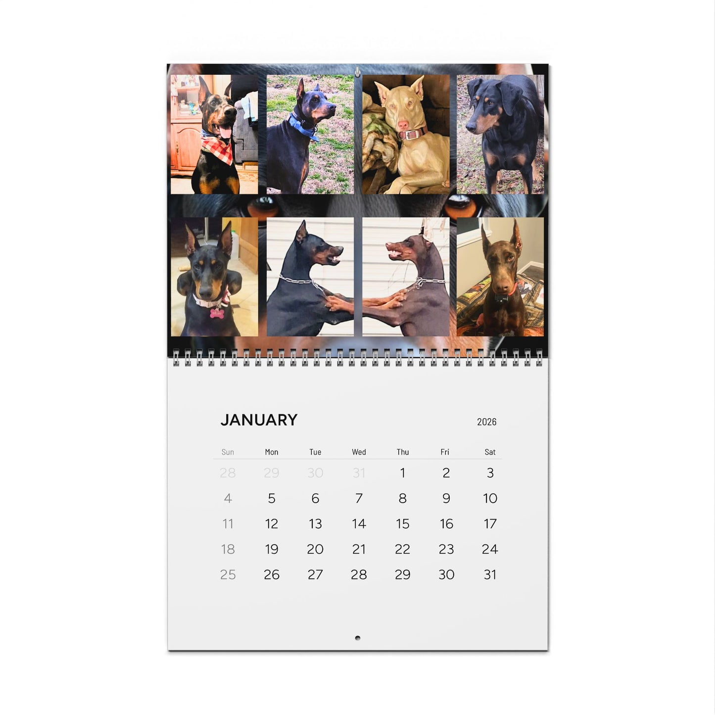 Doberman Edition 1 (International Shipping)Wall Calendar 2026
