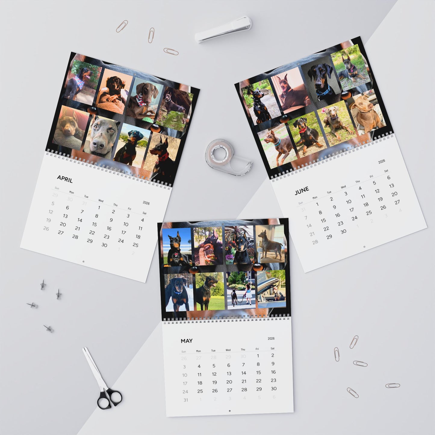 Doberman Edition 1 (International Shipping)Wall Calendar 2026