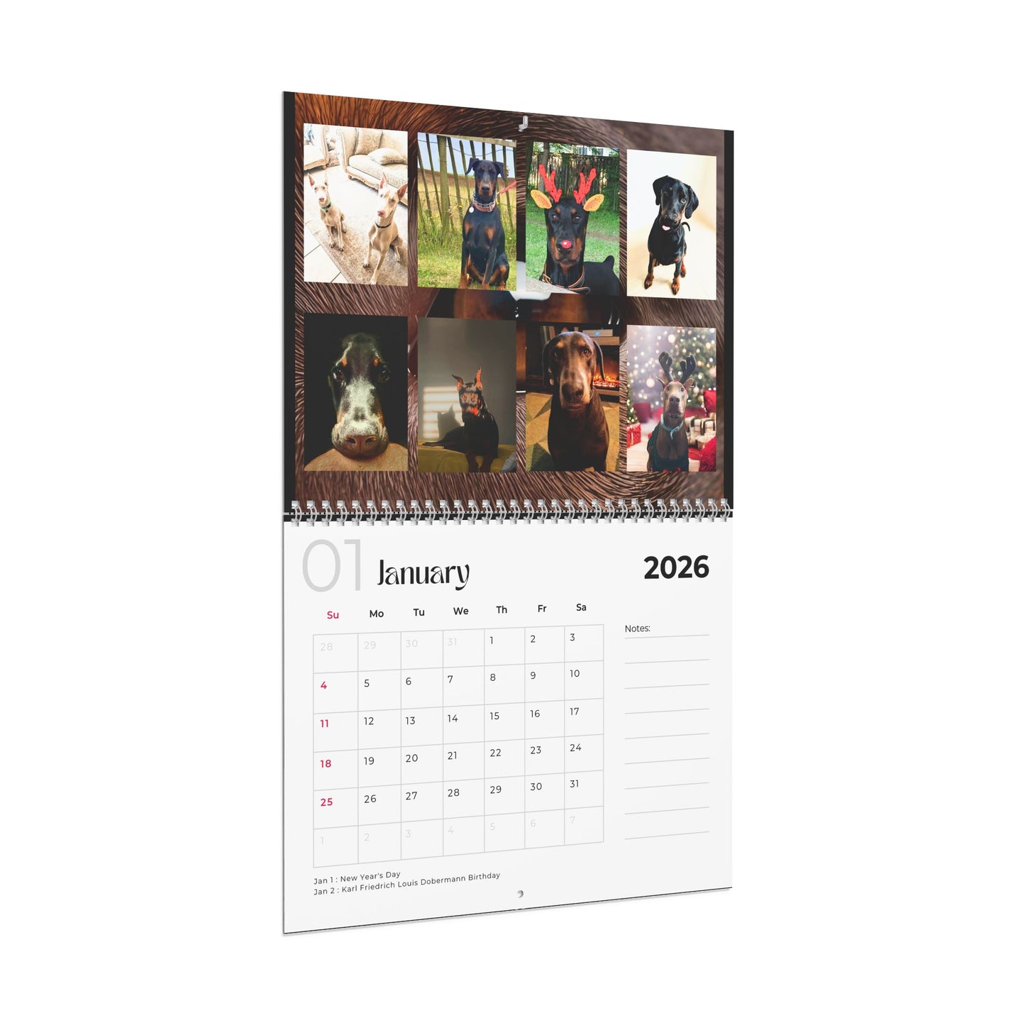 Edition 11 2026 Doberman Calendars