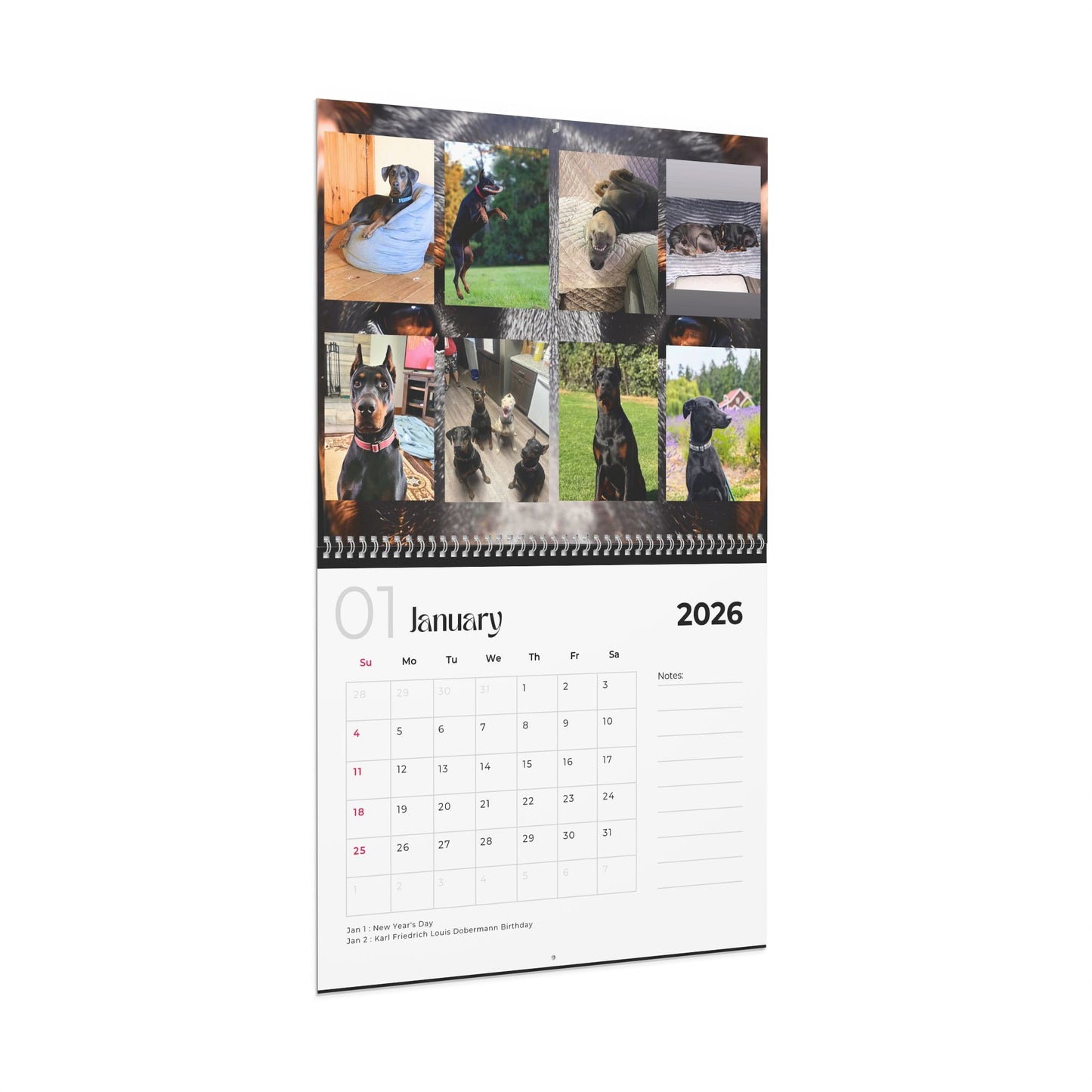 Edition 17 2026 Doberman Calendars