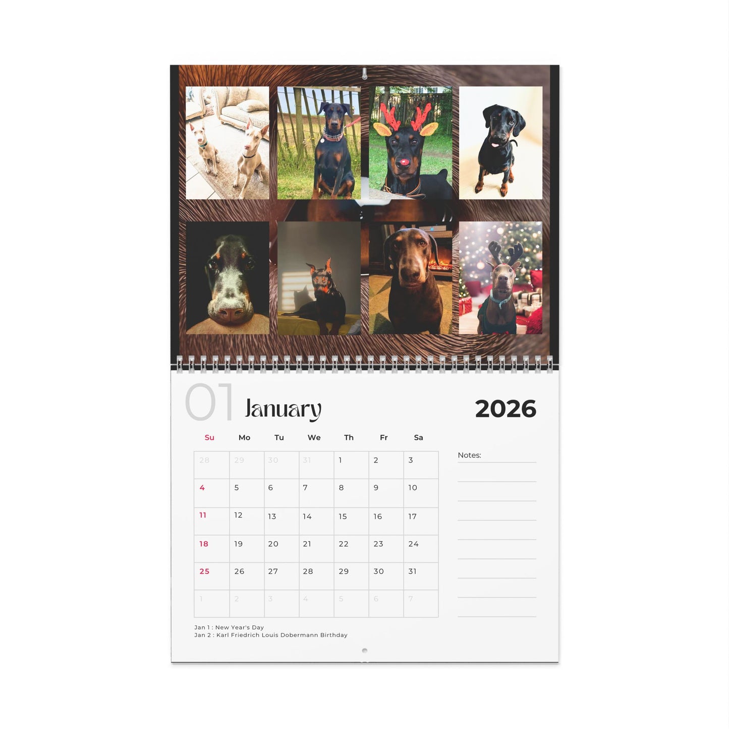 Edition 11 2026 Doberman Calendars