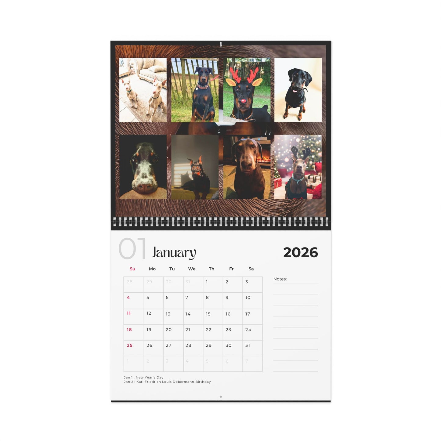 Edition 11 2026 Doberman Calendars