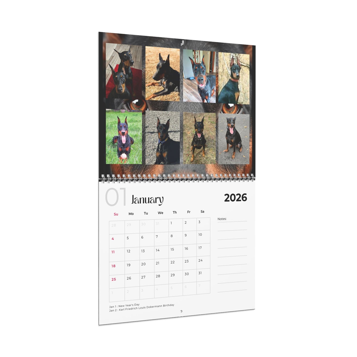 Edition 26 2026 Doberman Calendars