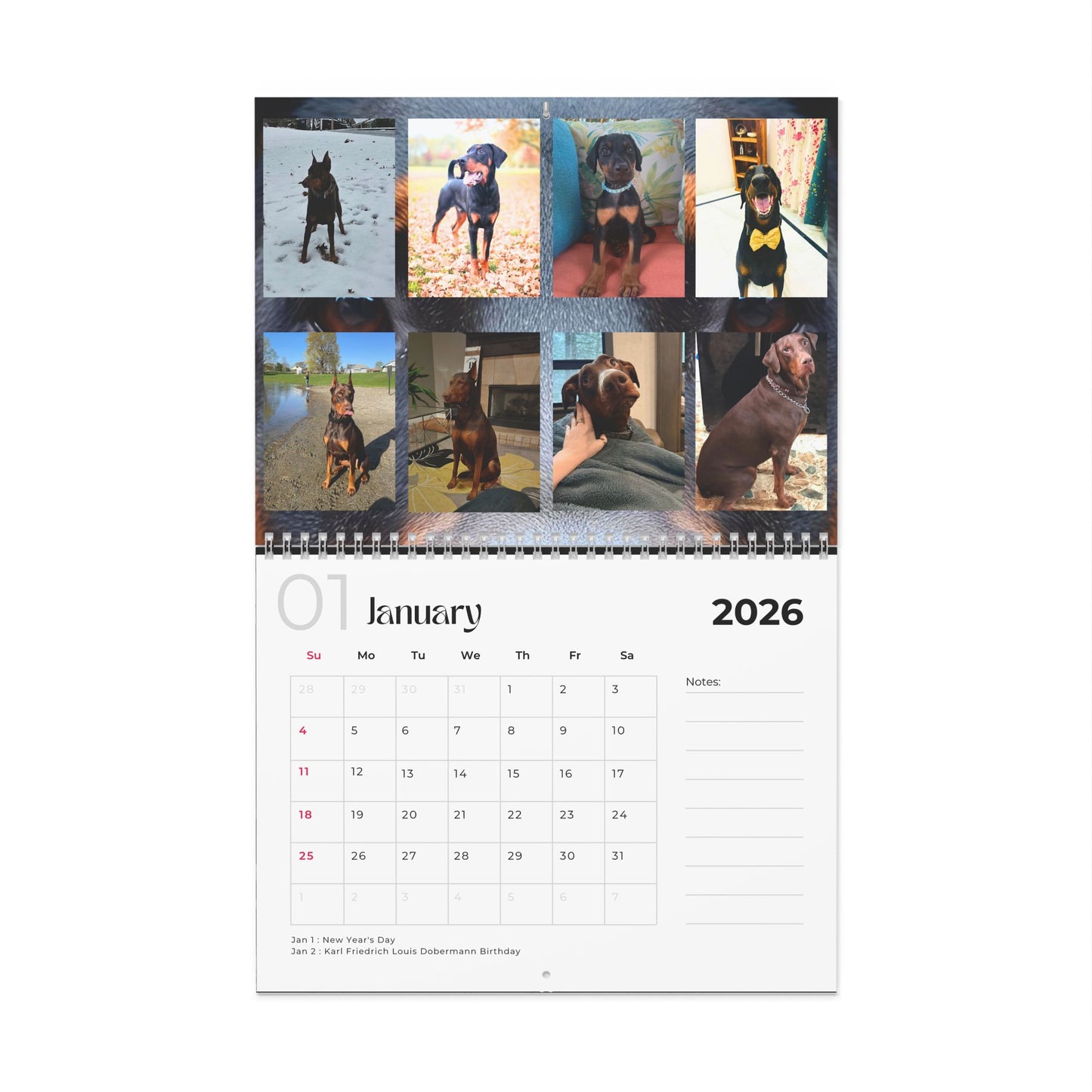 Edition 22 2026 Doberman Calendars