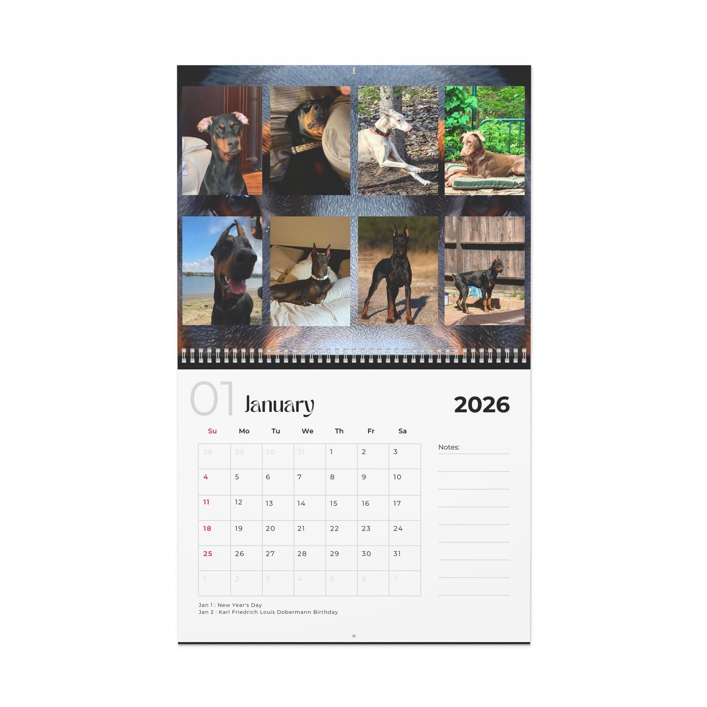 Edition 23 2026 Doberman Calendars