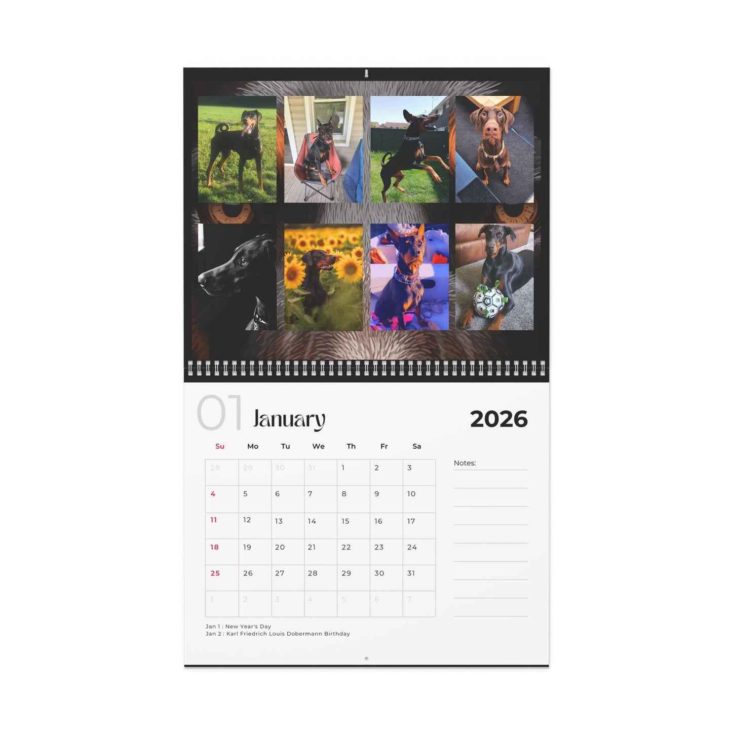 Edition 33 2026 Doberman Calendars
