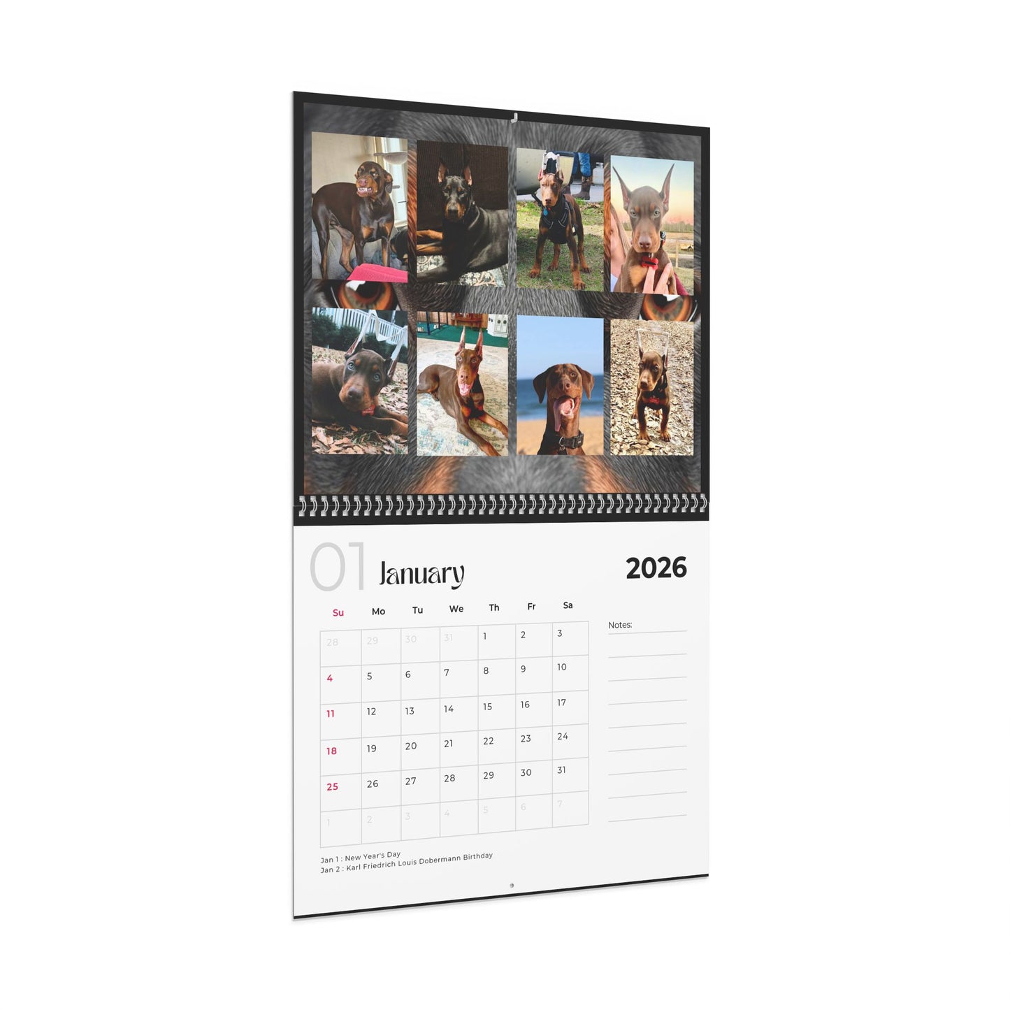Edition 32 2026 Doberman Calendars