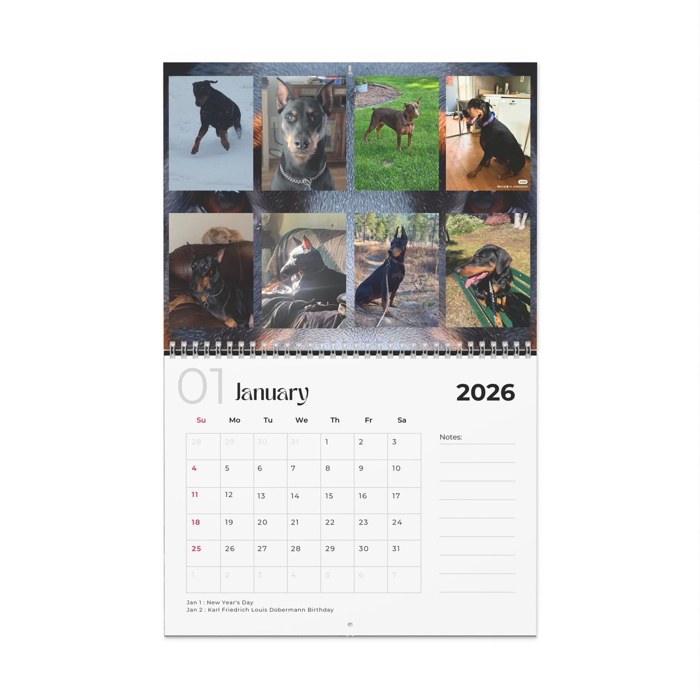 Edition 21 2026 Doberman Calendars