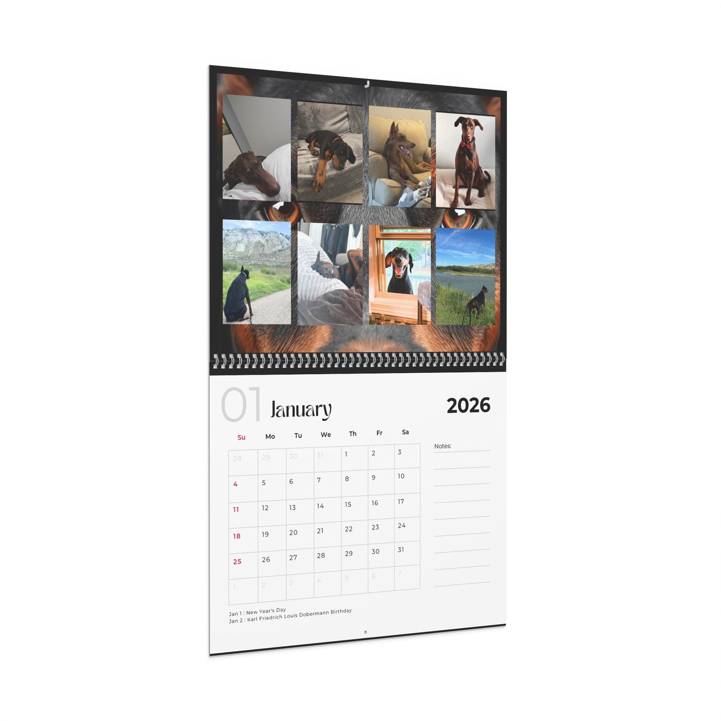 Edition 27 2026 Doberman Calendars