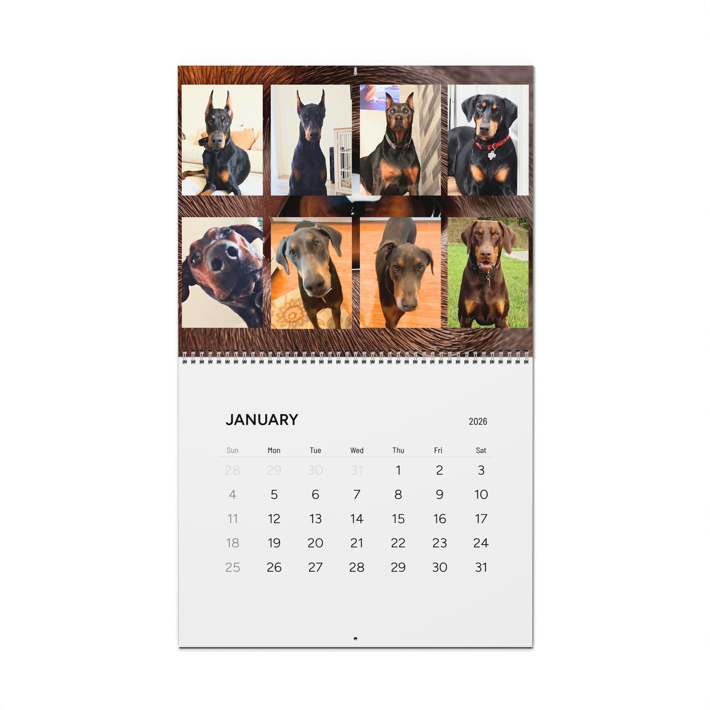Doberman Edition 7  Wall Calendar 2026