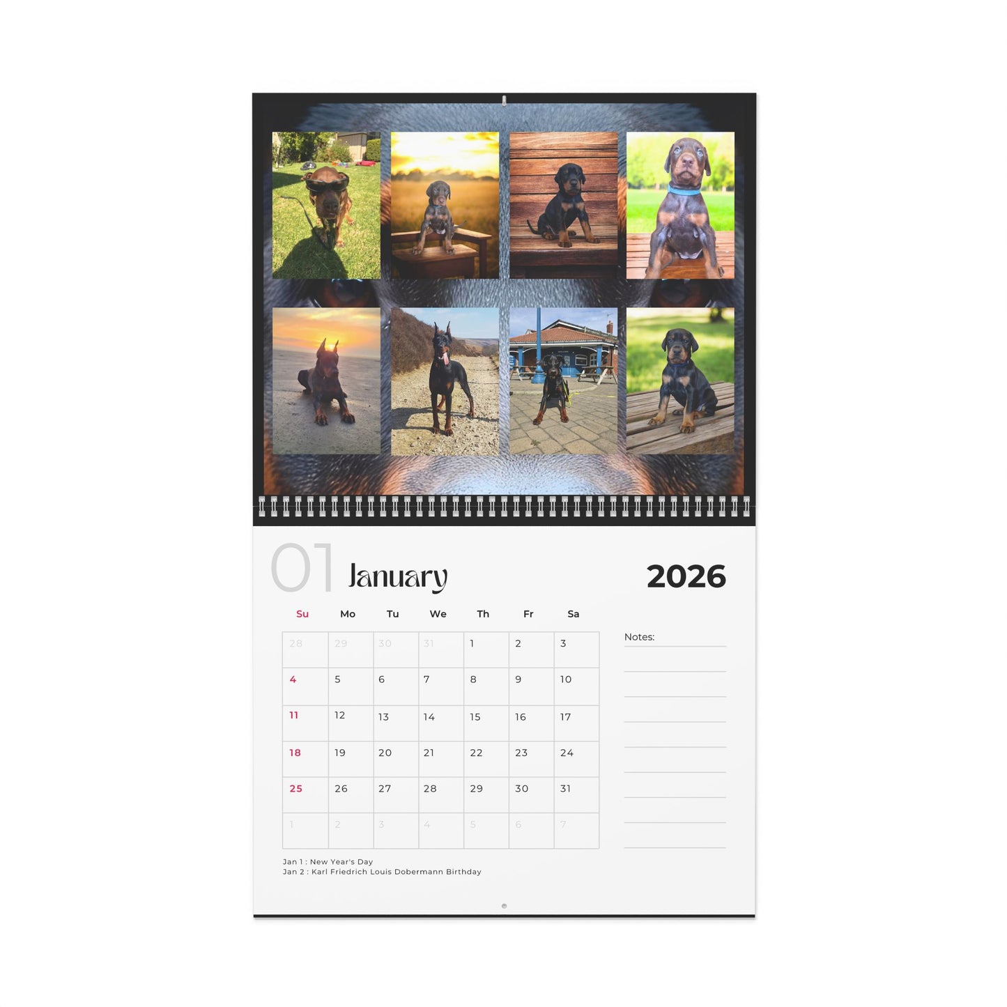 Edition 20 2026 Doberman Calendars
