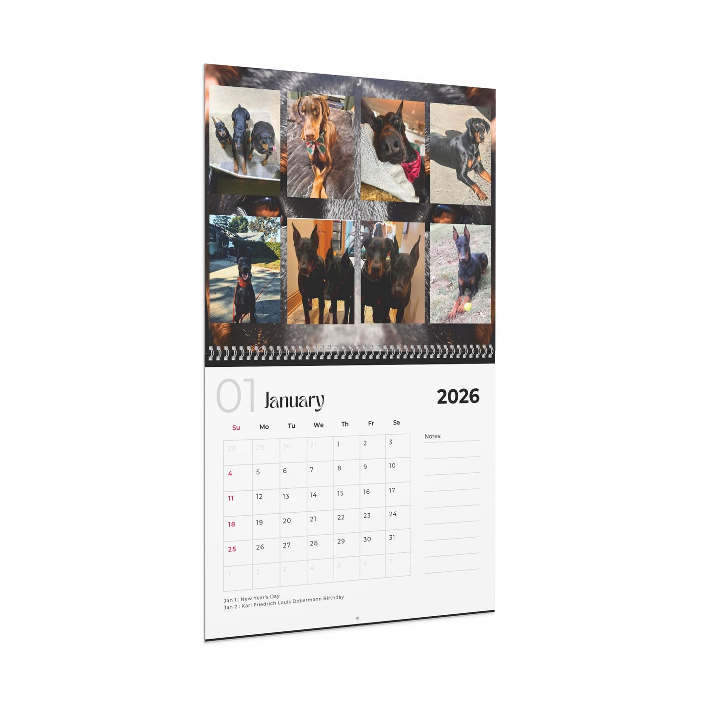 Edition 16 2026 Doberman Calendars