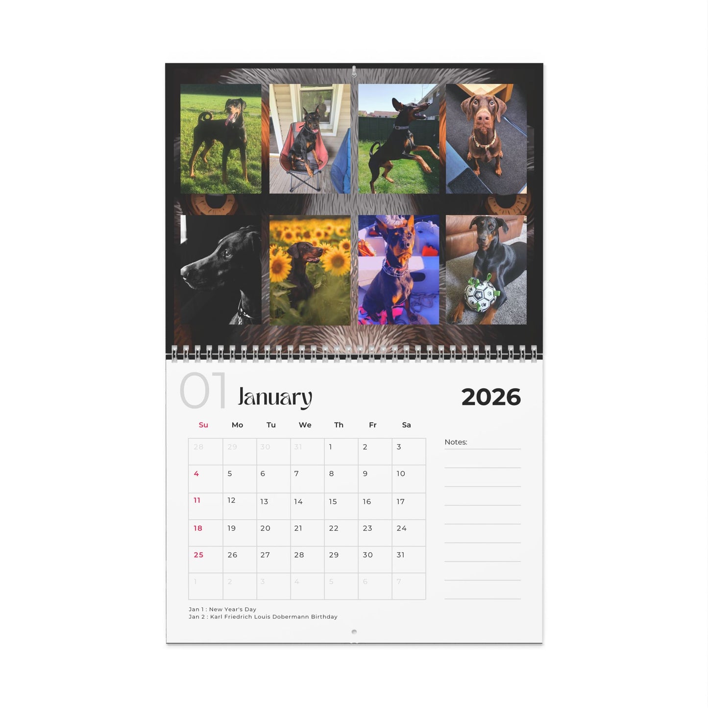 Edition 33 2026 Doberman Calendars