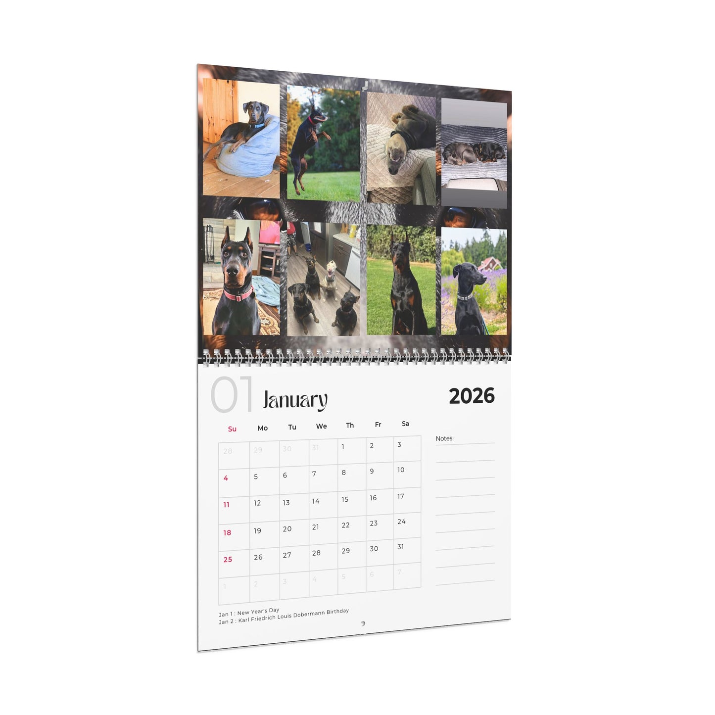 Edition 17 2026 Doberman Calendars