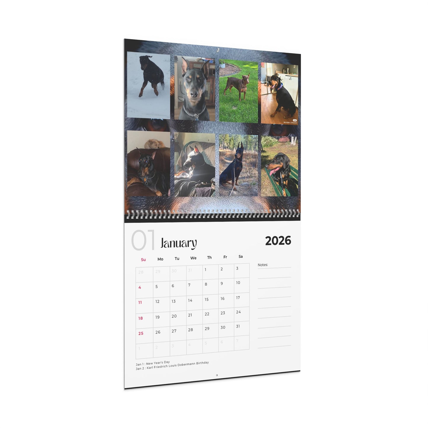 Edition 21 2026 Doberman Calendars