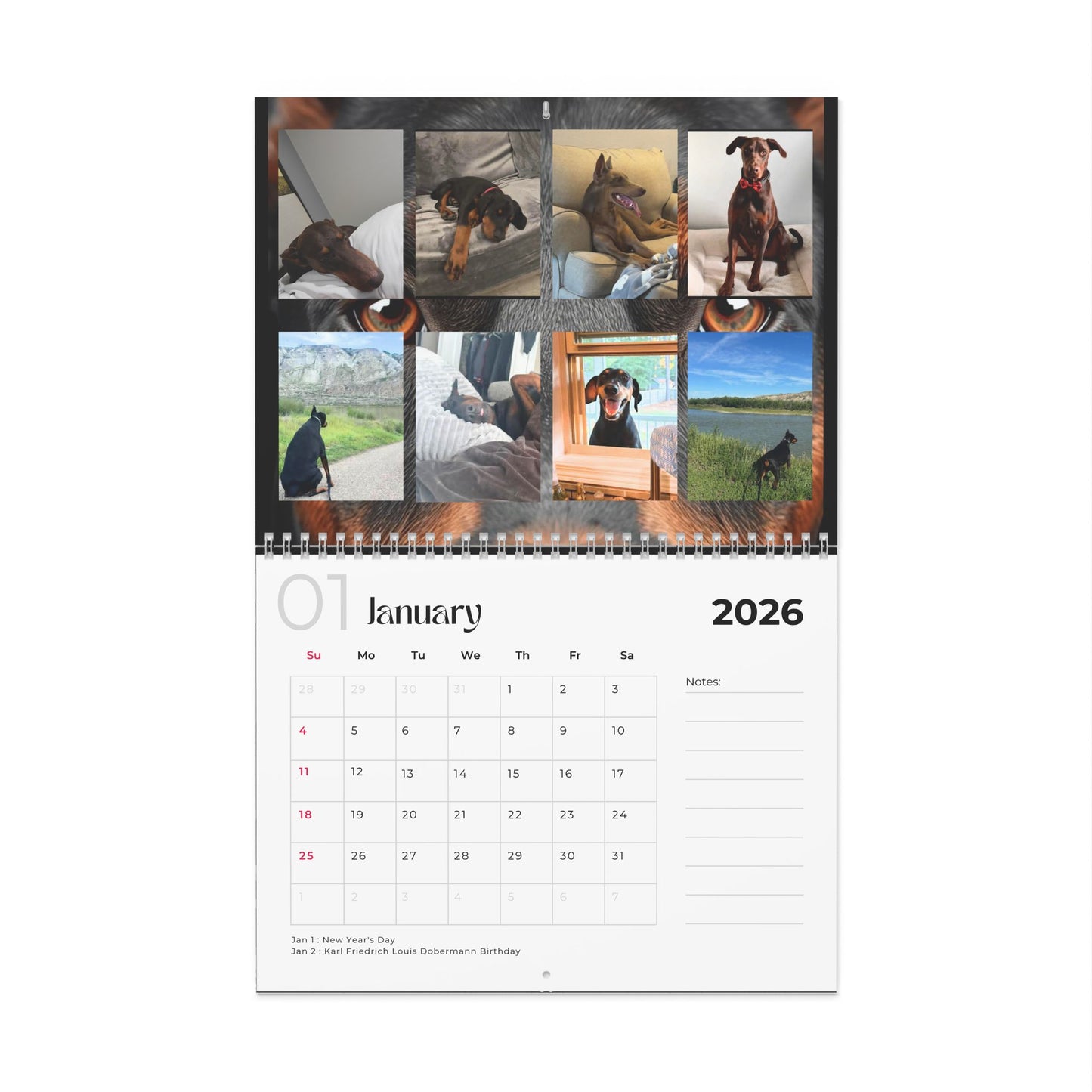 Edition 27 2026 Doberman Calendars