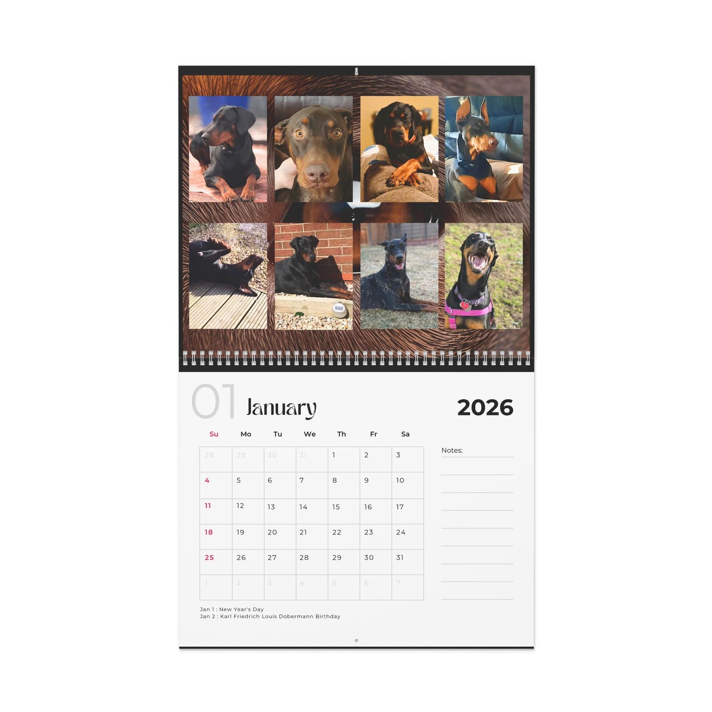 Edition 8 2026 Doberman Calendars