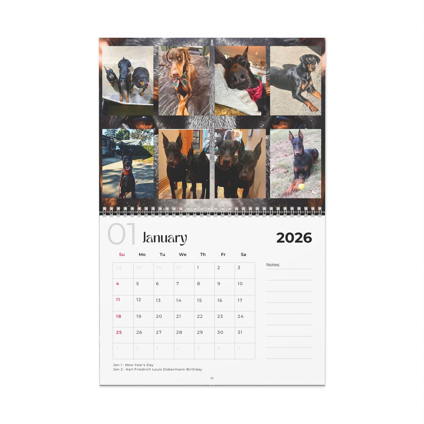 Edition 16 2026 Doberman Calendars