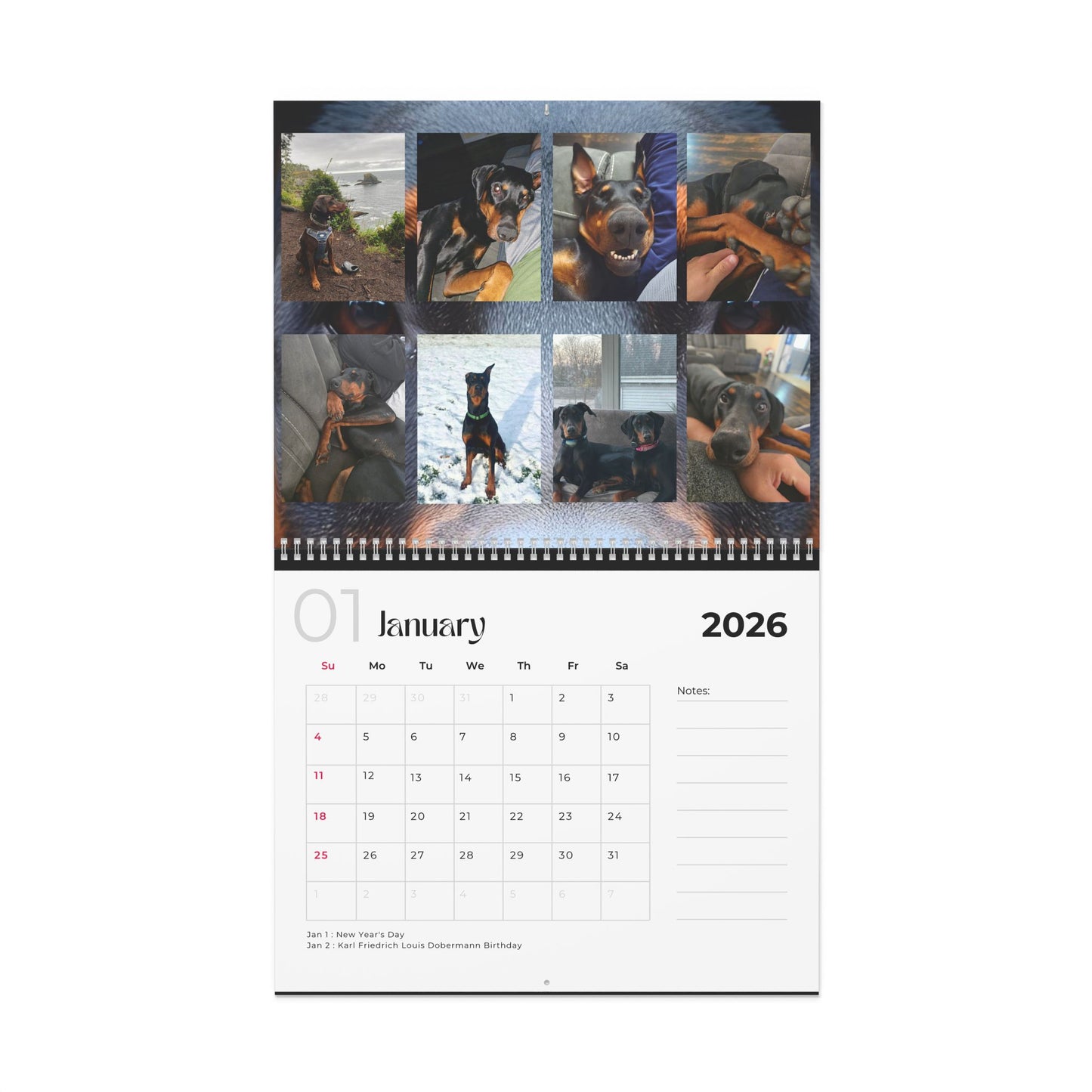 Edition 24 2026 Doberman Calendars
