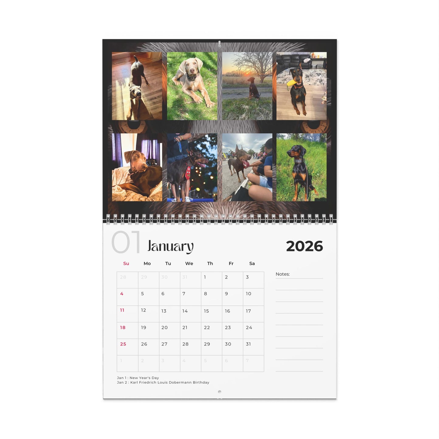 Edition 34 2026 Doberman Calendars