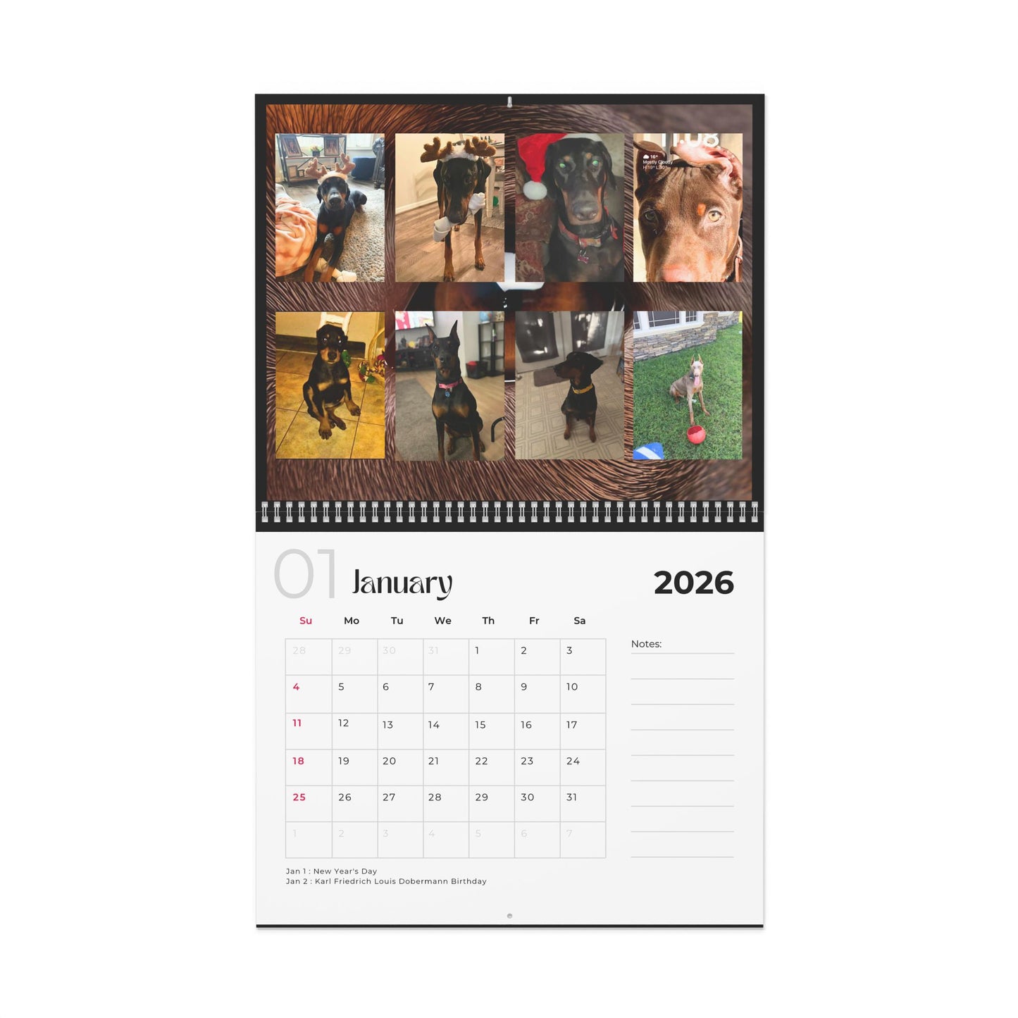 Edition 12 2026 Doberman Calendars