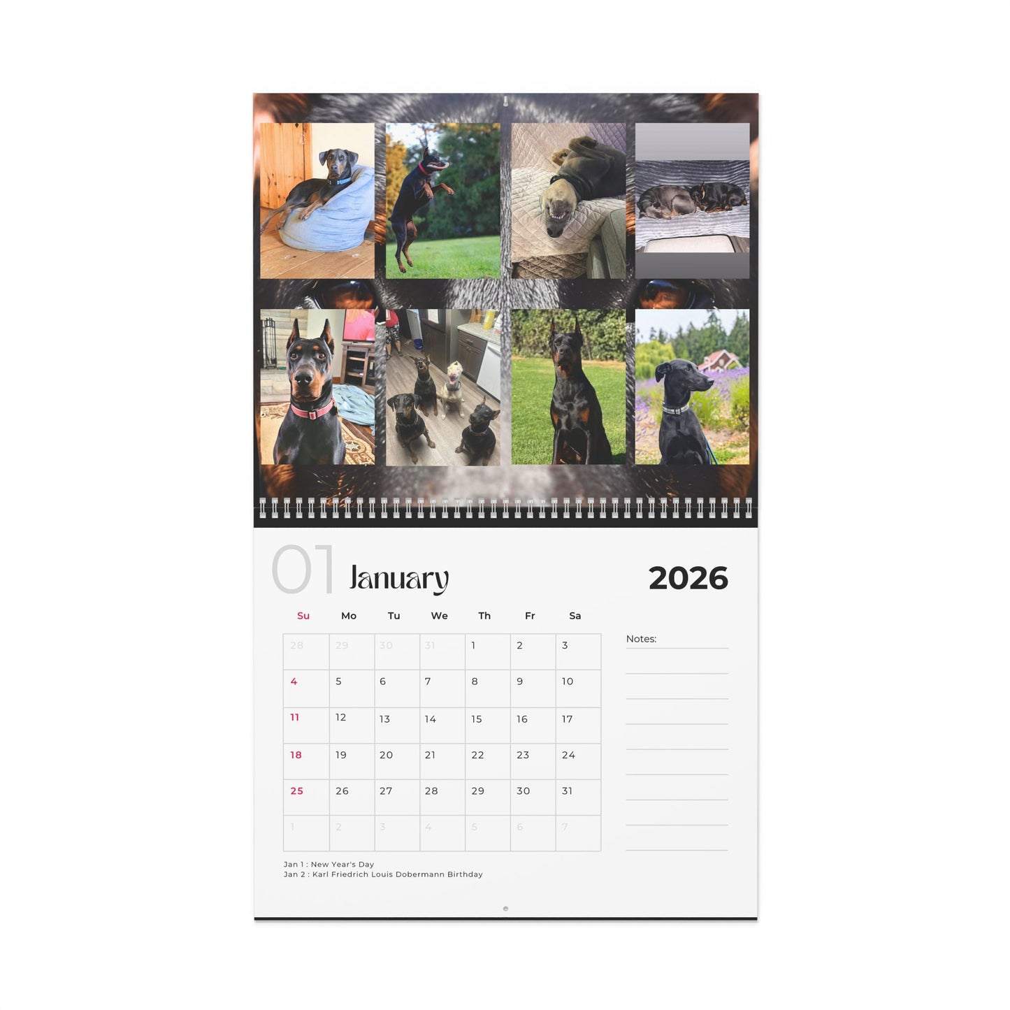 Edition 17 2026 Doberman Calendars