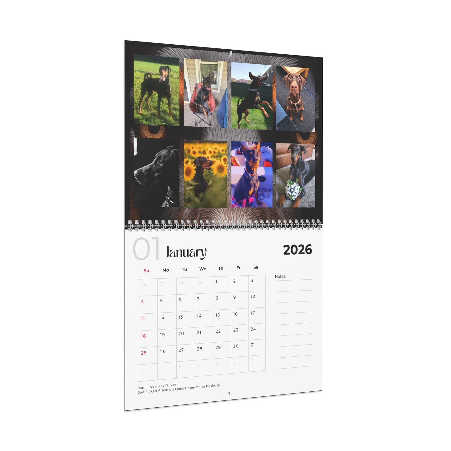 Edition 33 2026 Doberman Calendars