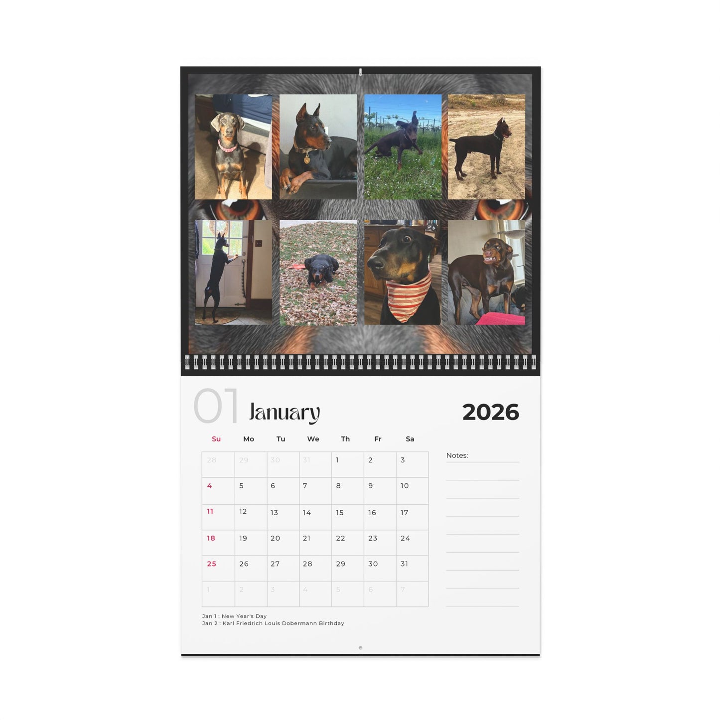 Edition 30 2026 Doberman Calendars