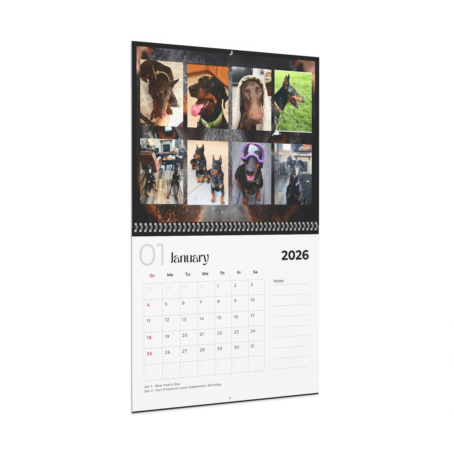 Edition 13 2026 Doberman Calendars