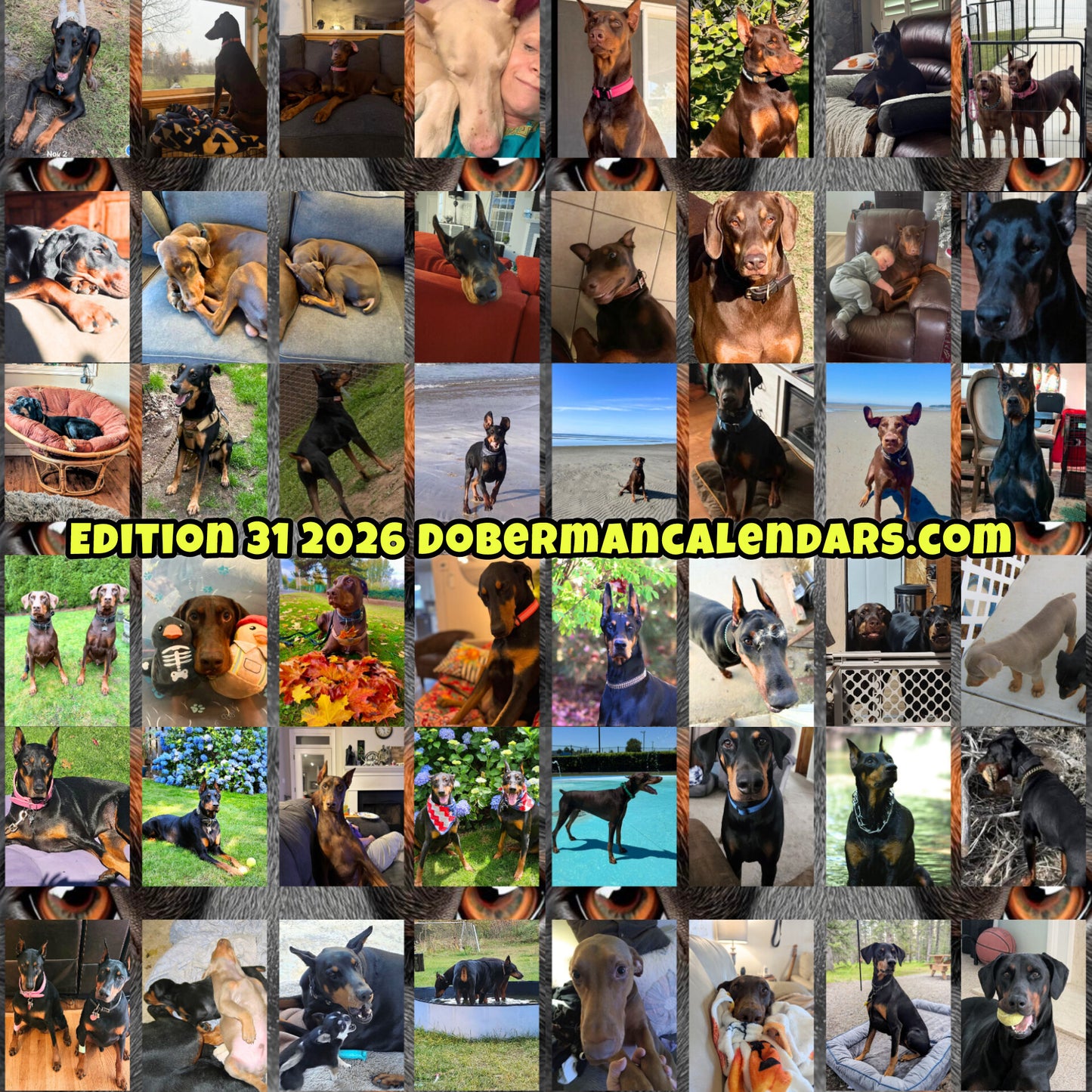 Edition 31 2026 Doberman Calendars