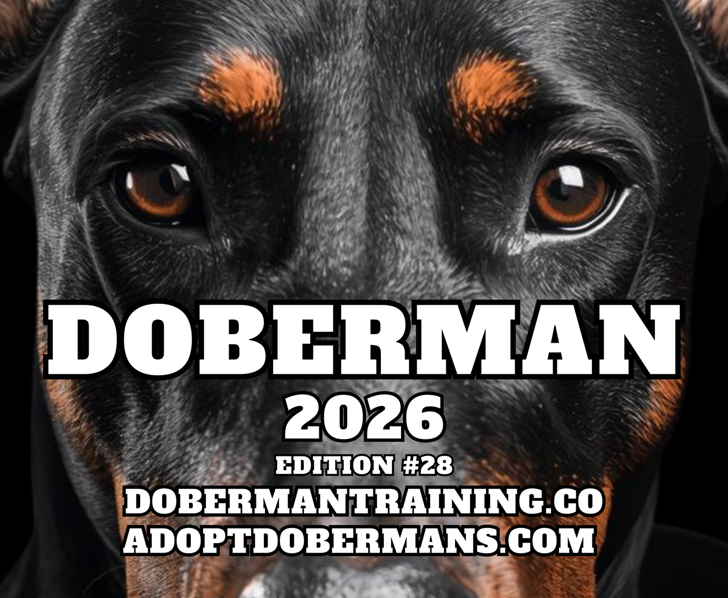 Edition 28 2026 Doberman Calendars