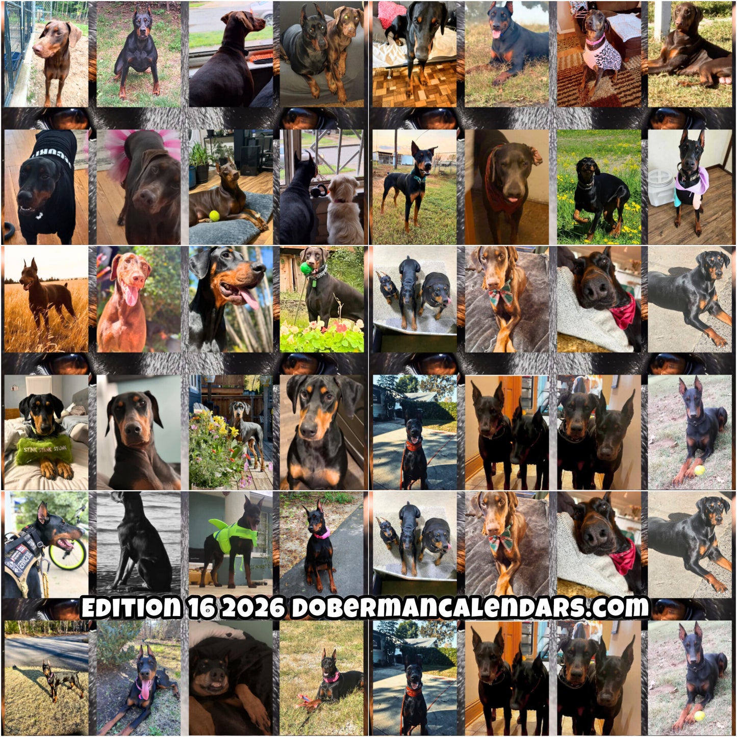 Edition 16 2026 Doberman Calendars