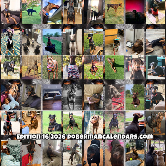 Edition 16 2026 Doberman Calendars