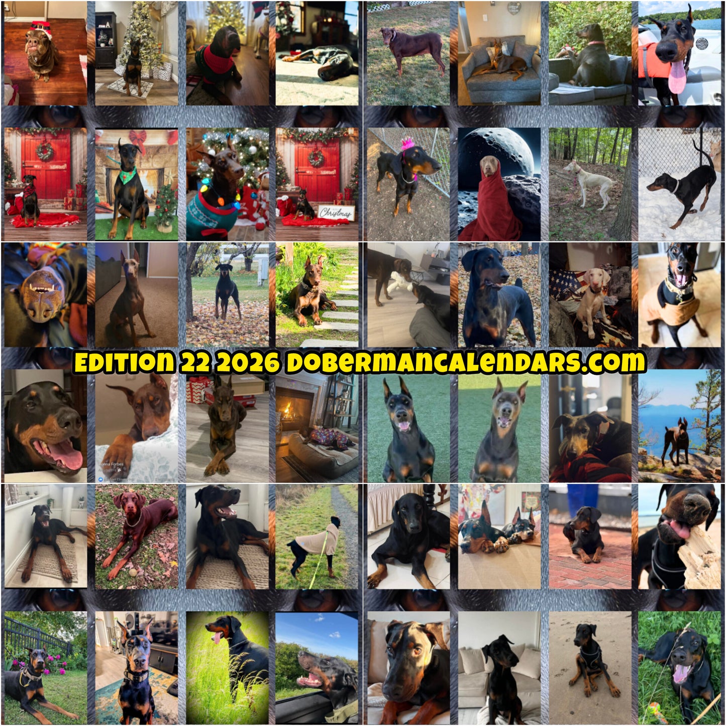 Edition 22 2026 Doberman Calendars
