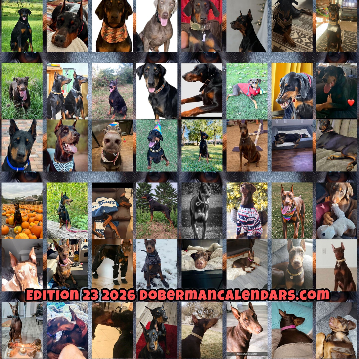 Edition 23 2026 Doberman Calendars