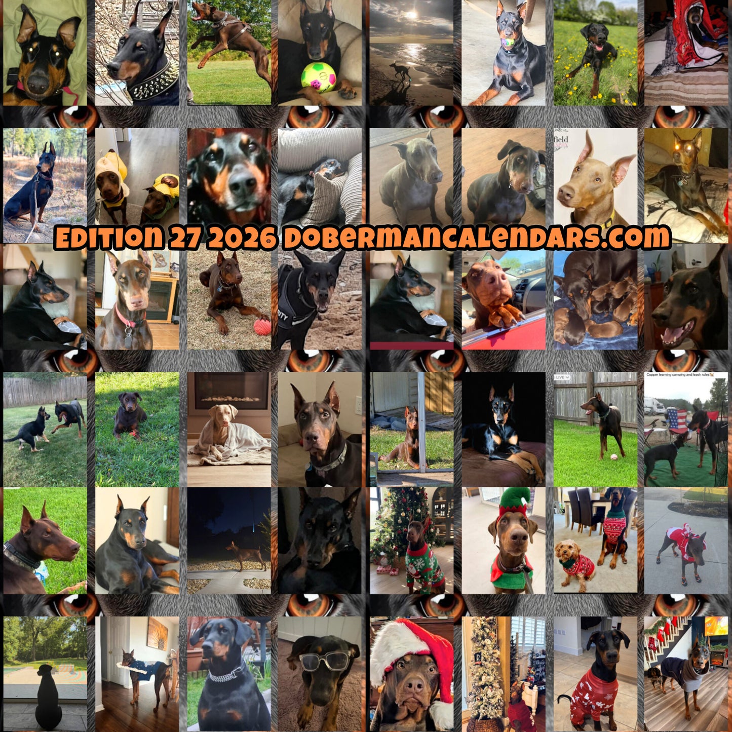 Edition 27 2026 Doberman Calendars