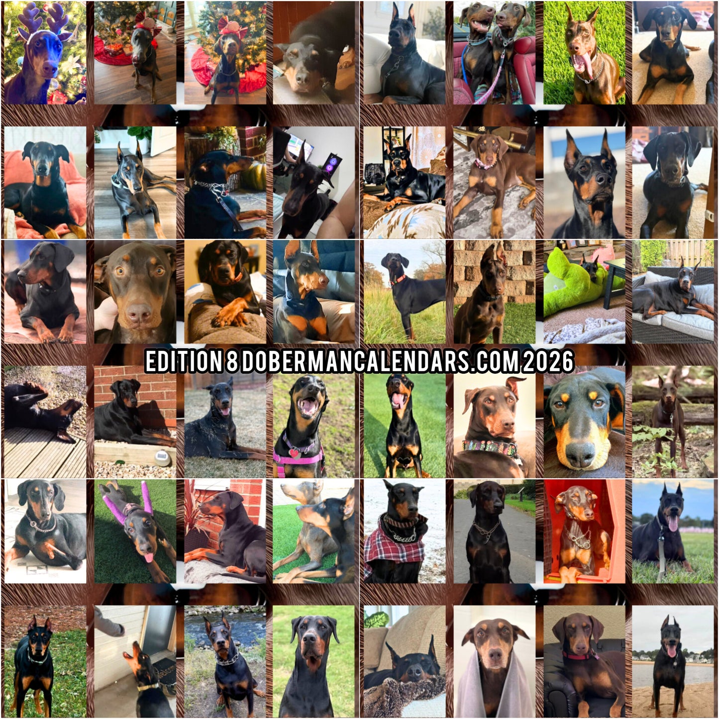 Edition 8 2026 Doberman Calendars