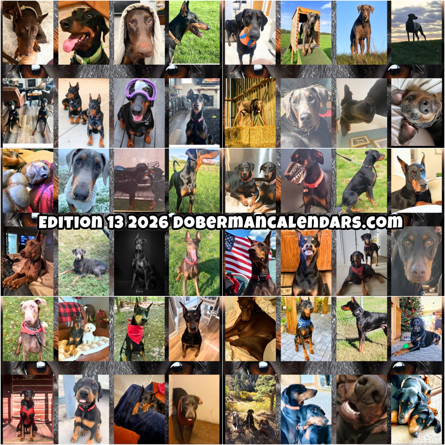 Edition 13 2026 Doberman Calendars