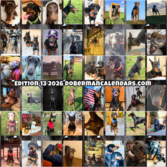 Edition 13 2026 Doberman Calendars