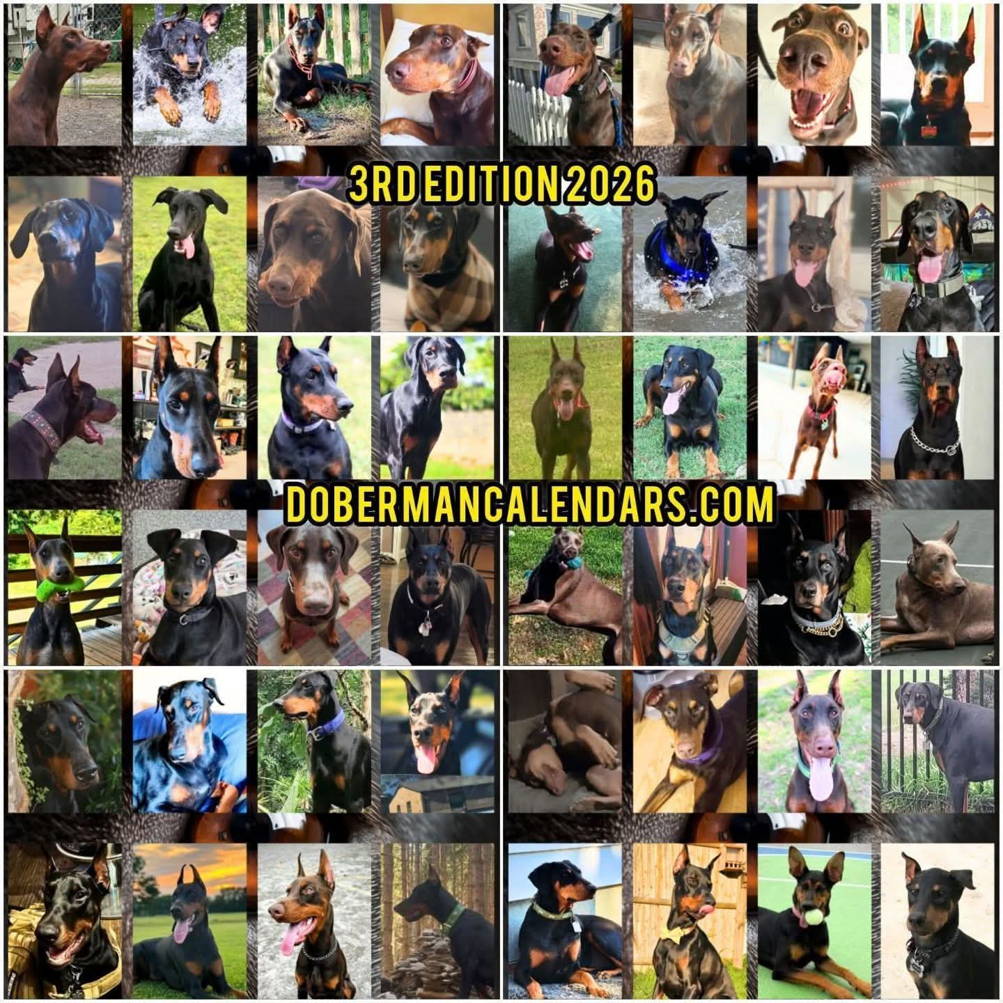 Edition 3 2026 Doberman Calendars