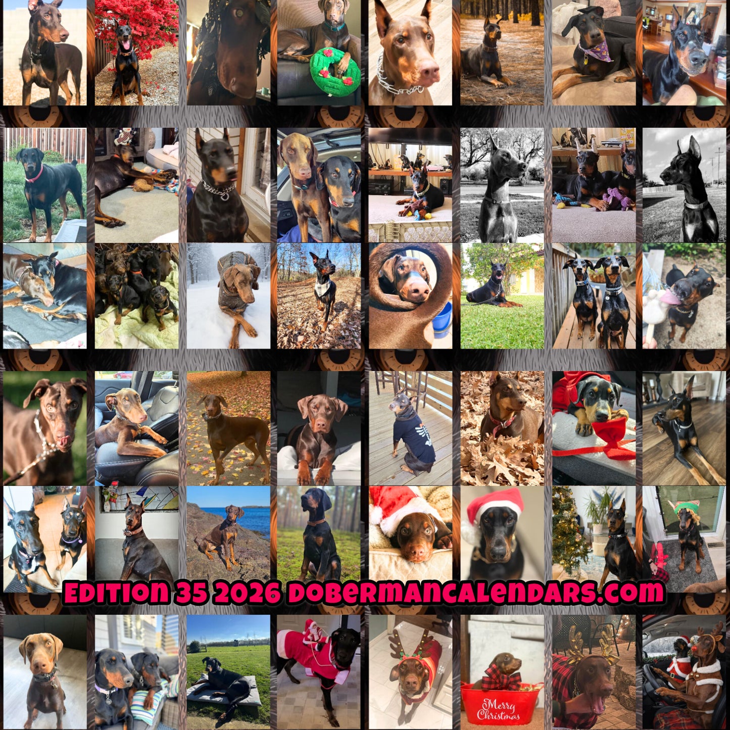 Edition 35 2026 Doberman Calendars