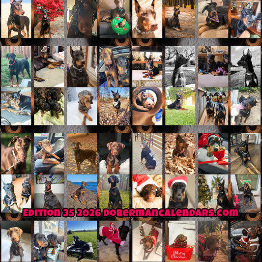 Edition 35 2026 Doberman Calendars