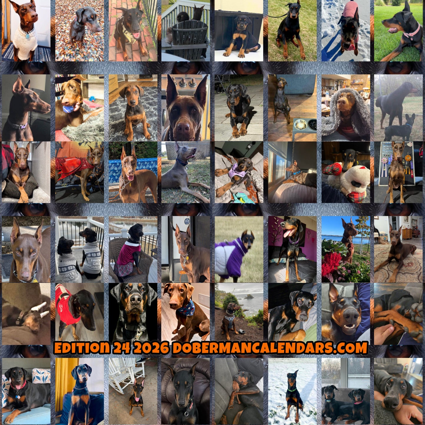 Edition 24 2026 Doberman Calendars