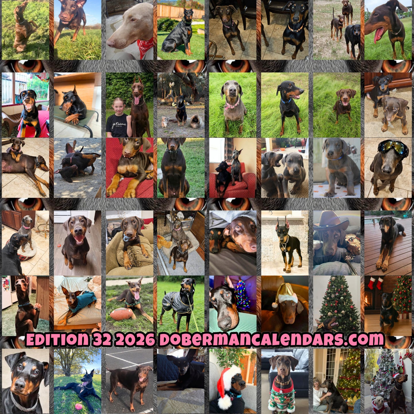 Edition 32 2026 Doberman Calendars