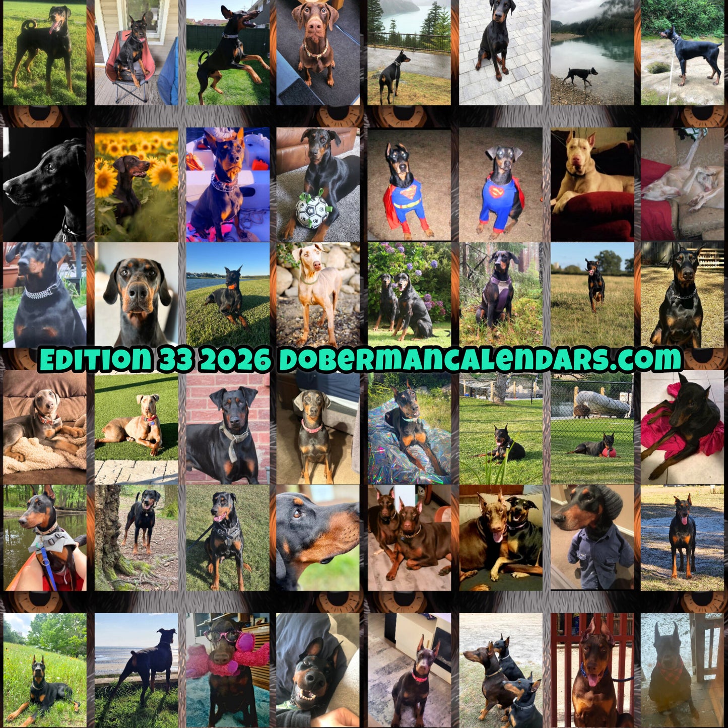 Edition 33 2026 Doberman Calendars
