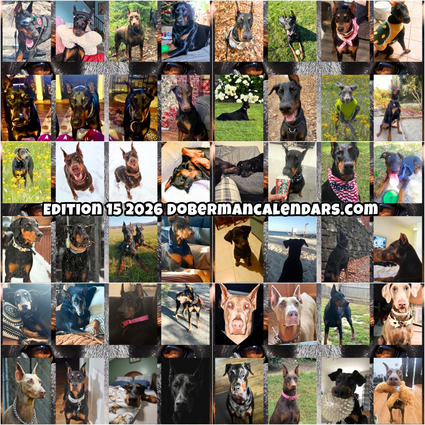Edition 15 2026 Doberman Calendars