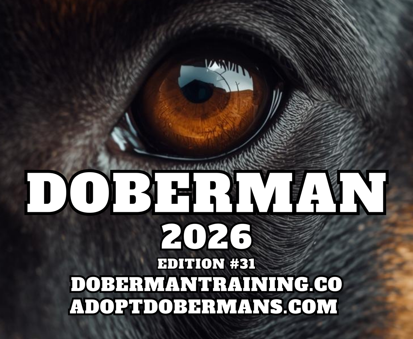 Edition 31 2026 Doberman Calendars