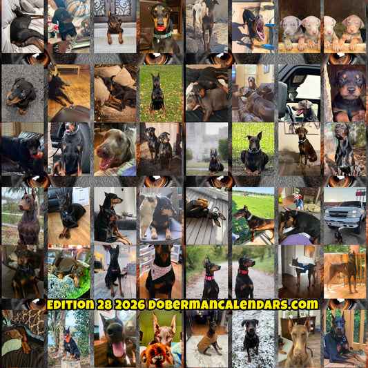 Edition 28 2026 Doberman Calendars
